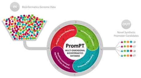 Synpromics PromPT platform infographic