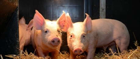 piglets in farm building - credit Roslin Institute