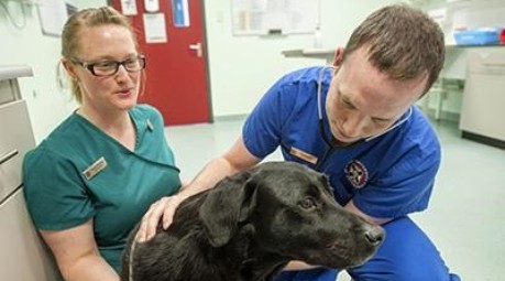A dog being examined by two vets - credit R(D)SVS