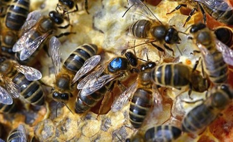 queen bee - credit Roslin Institute
