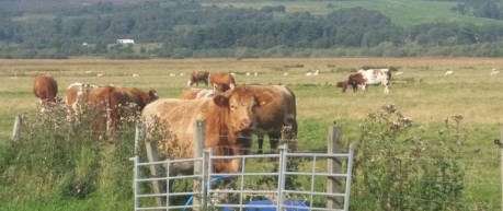 image of cattle in field - credit Roslin InnovationCentre