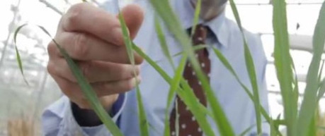 photo of growing crops in greenhouse