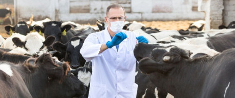 Photo of scientist with cattle