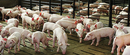 Photo of pigs - credit Roslin Institute, University of Edinburgh