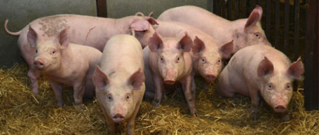 Photo of piglets - credit University of Edinburgh