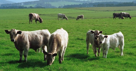 Image of cattle in field - credit University of Edinburgh, The Roslin Institute