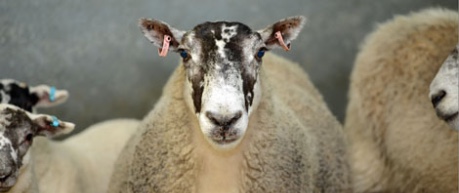 photo of sheep, animal health - credit University of Edinburgh