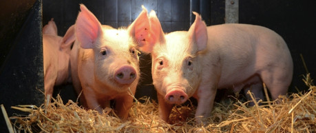 image of pigs - credit Roslin Institute