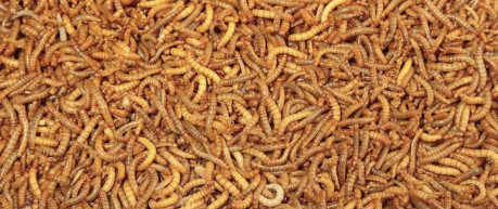 image of maggots