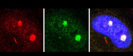 image of cells in research - credit University of Edinburgh, The Roslin Institute