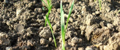 image of plant and soil - credit SRUC