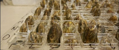 photo of oysters in lab - credit Roslin Institute