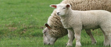 Photo of a sheep and lamb, agricultural research - credit University of Edinburgh