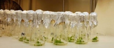 photo of plant science research - image credit, University of Edinburgh, School of Biological Sciences