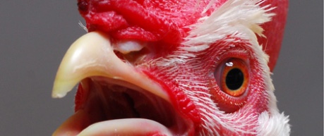 Photo of hen, agricultural research - credit University of Edinburgh