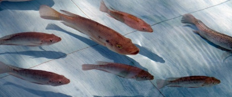 image of fish - credit Roslin Institute