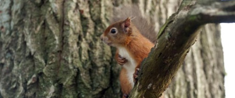 Photo of red squirrel, Royal (Dick) School of Veterinary Studies research - credit University of Edinburgh