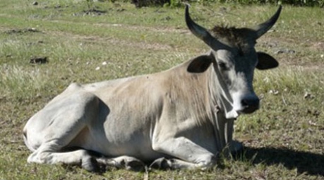 Photo of cow, tropical farming - credit International Livestock Research Institute (ILRI)