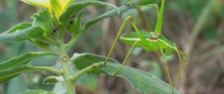 image of grasshopper - credit Nora Villamil-Buenrostro