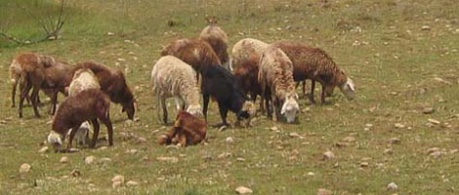 photo of sheep on Ethiopian farm - credit SRUC