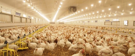 Photo of poultry farming with ALIS Induction Powered LED Lighting system - credit Greengage Lighting