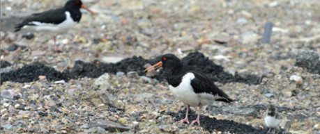 Photo of Oystercatchers at Easter Bush Campus - credit Norrie Russell, University of Edinburgh 