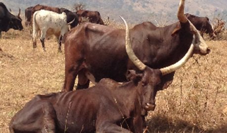 photo of cows in field in Cameroon - credit The Roslin Institute, University of Edinburgh