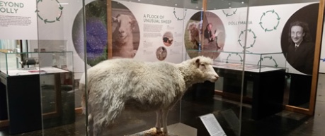 Photo of Dolly the Sheep in display case at exhibition 