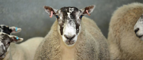 Image of sheep - credit University of Edinburgh