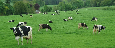 image of cattle in field - credit University of Edinburgh