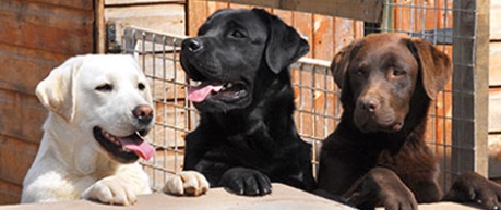 Photo of three happy labradors