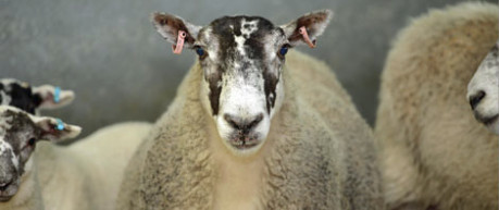 Photo of sheep - credit University of Edinburgh