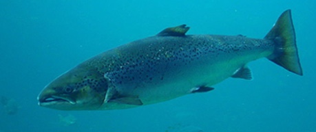 Photo of Atlantic Salmon in relation to fish farming welfare