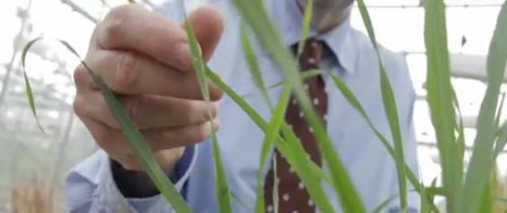 Photo of crop research - credit Scotland's Rural College