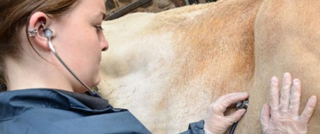 Photo of vet listening to animal with stethoscope - image credit University of Edinburgh, The Roslin Institute