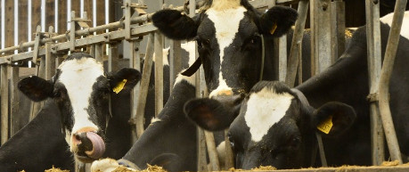 photo of dairy cows - image credit University of Edinburgh/SRUC