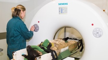 photo of SRUC staff putting first lambs in CT scanner - copyright SRUC