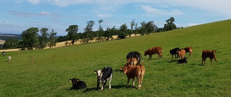 cows in farm building - credit University of Edinburgh