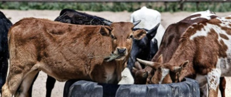 Image of cows in tropical climate - University of Edinburgh