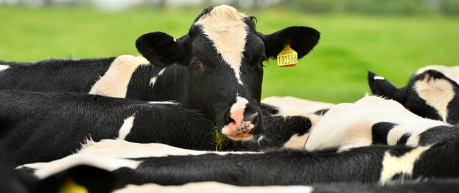 Image of cows in field - credit The Roslin Institute