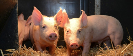 image of piglets - credit The Roslin Institute