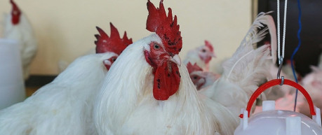 image of poultry - credit ILRI