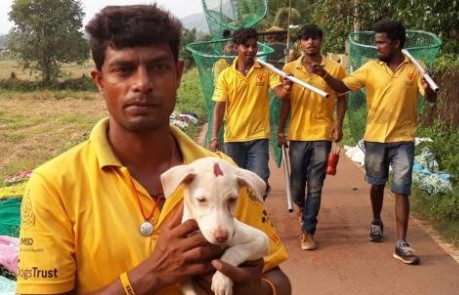 Image of street dog collection team