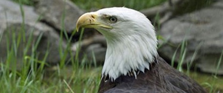 photo of eagle - free stock