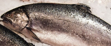 photo of salmon on ice - image credit UoE/BBSRC