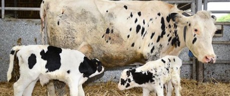 image of cow and calves - credit UofE