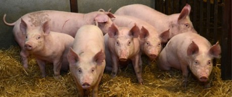 image of pigs and piglets - credit UofE