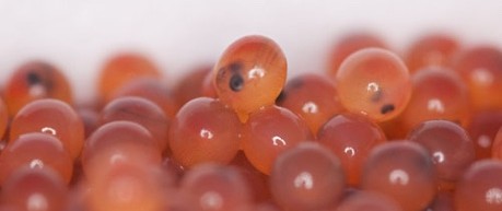 image of fish eggs - credit Roslin Institute