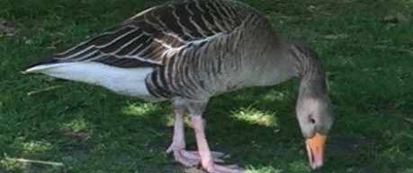 Image of a goose - credit Roslin Innovation Centre