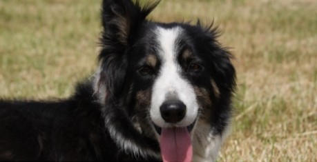 image of a border collie - credit The Roslin Institute